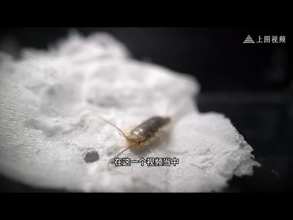 一口气盘点那些生活在你家里的不明生物,它们是友军还是敌军?