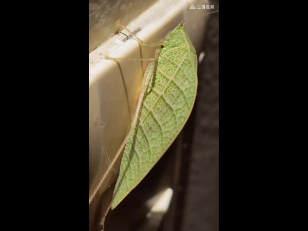 螽斯在厄瓜多尔能整出无数种花活